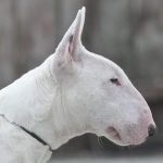 Mini Bull Terrier fotografie, descrierea rasei, natura, video