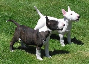 Fotografii de mini-taur terrier de pui, câini, preț, caracteristici de rasă, antrenament