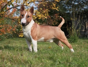 Fotografii de mini-taur terrier de pui, câini, preț, caracteristici de rasă, antrenament