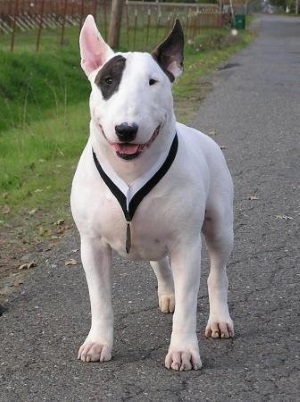 Fotografii de mini-taur terrier de pui, câini, preț, caracteristici de rasă, antrenament