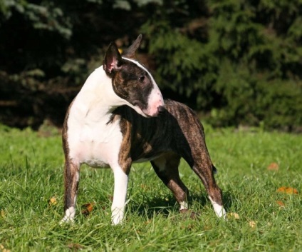 Fotografii de mini-taur terrier de pui, câini, preț, caracteristici de rasă, antrenament