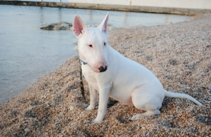 Fotografii de mini-taur terrier de pui, câini, preț, caracteristici de rasă, antrenament