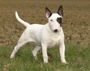 Fotografii de mini-taur terrier de pui, câini, preț, caracteristici de rasă, antrenament