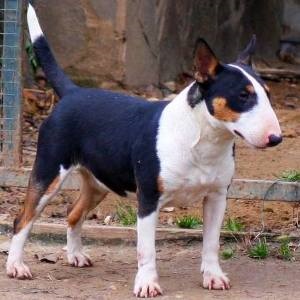 Mini Bull Terrier - descrierea rasei