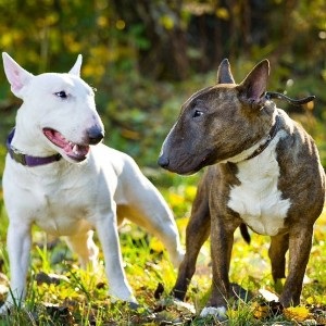 Mini Bull Terrier - descrierea rasei