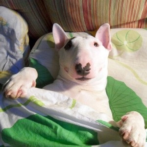 Mini Bull Terrier - descrierea rasei