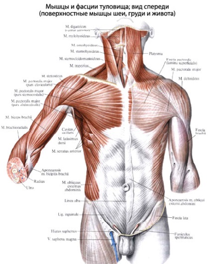 Anatomia mușchilor abdominali