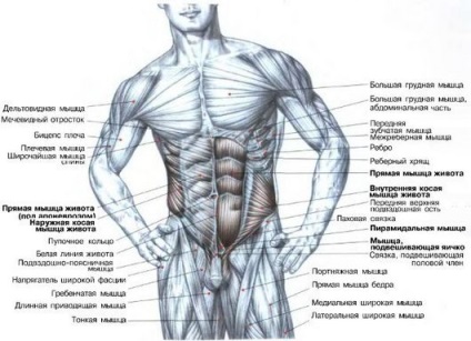 Anatomia mușchilor abdominali