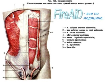 Anatomia mușchilor abdominali