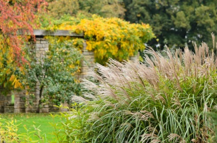 Miscanthus ültetés és gondozás a nyílt terepen, termesztés, felhasználás tereprendezés