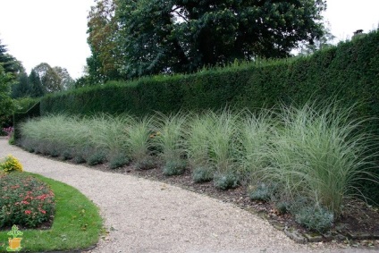 Miscanthus ültetés és gondozás a nyílt terepen, termesztés, felhasználás tereprendezés