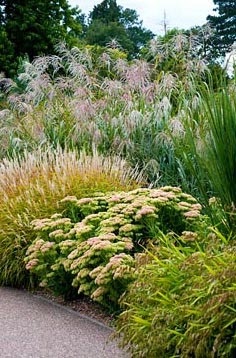 Miscanthus ültetés és gondozás a nyílt terepen, termesztés, felhasználás tereprendezés