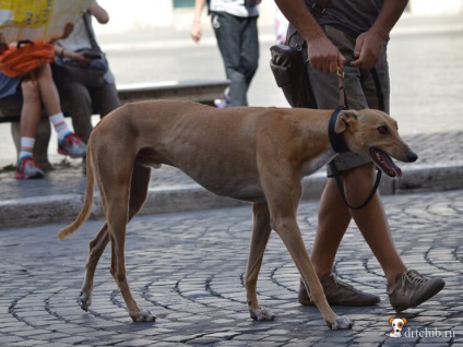 Fotografiile mele de câini italieni, drtclub