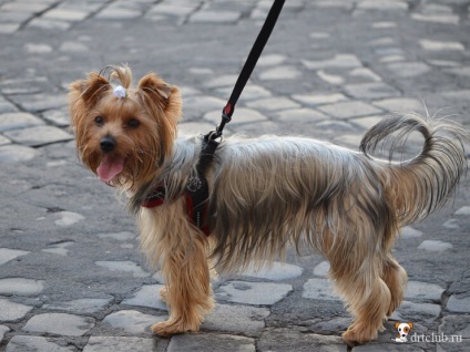 Saját fotó olasz kutyák, drtclub