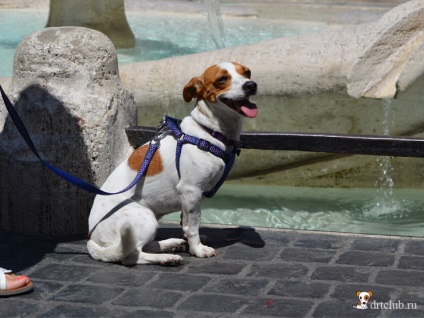 Fotografiile mele de câini italieni, drtclub