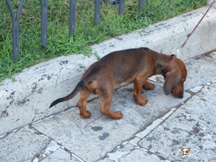 Saját fotó olasz kutyák, drtclub