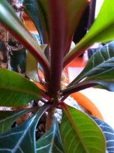 Euphorbia belozhilkovy