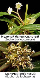 Euphorbia penite