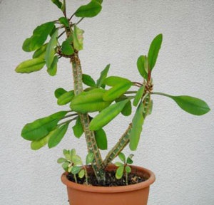 Euphorbia penite