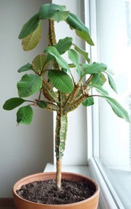 Euphorbia penite