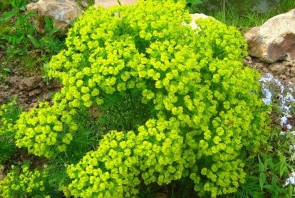 Euphorbia és a terápiás tulajdonságait (gyógyító) Kutyatej és a gyógyszer tulajdonságait
