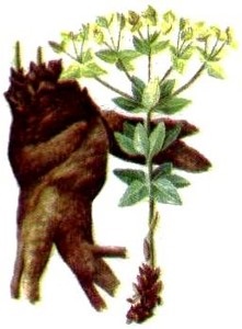 Euphorbia pallas