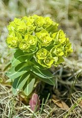 Euphorbia pallas (rădăcină țărănească) 50 g