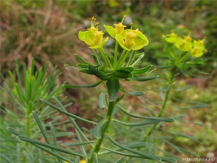 Euphorbia Pallas (férfi-gyökér), a hagyományos receptek