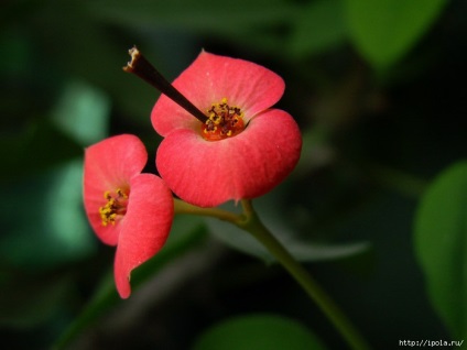 Euphorbia pallas (rădăcină țărănească), rețete populare