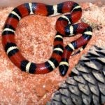 Молочна змія - вид, образ життя, розмноження, зміст і фото
