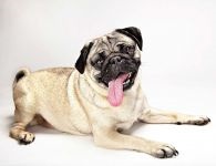 Pug, o istorie a fotografiei de pug, versiunea de origine a rasei, apariția rădăcinilor istorice ale pugs