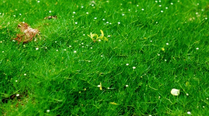 Моховатка ірландський мох, блог про флору