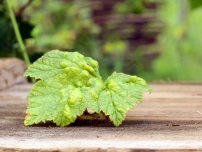 Pulbere de mucegai pe coacăz și agrișă, horticulturist (gospodărie)