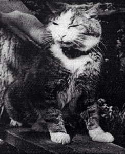 Dorombol, ostromlott macska Maxim
