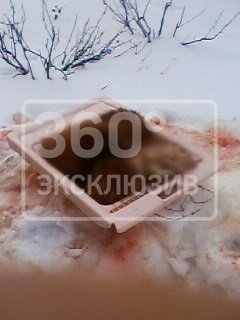 Man bosszút szomszédok, feldarabolása a kutya Dubna, csatorna 360