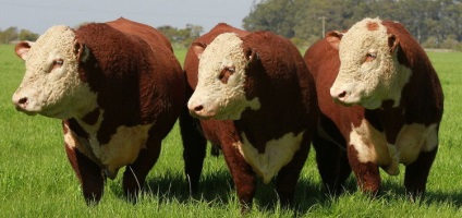 Carne de vaci de carne - Hereford