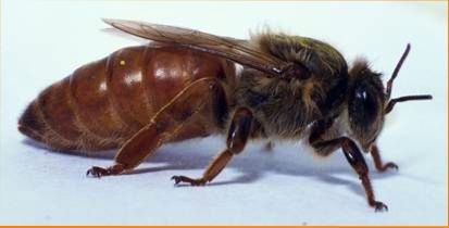 Нанесення мітки на Бджоломатки, маточники і матки