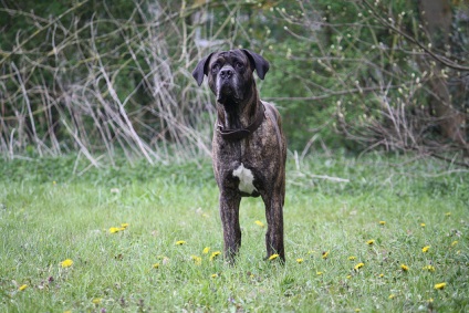 Boli ereditare inerente rasei de câini Italian Cane Corso - clinici veterinare blog -