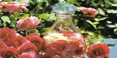 Tinctura de petale de trandafir pas-cu-pas reteta