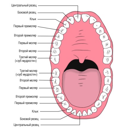 Назва зубів у людини схема - нумерація, локація, система нумерації