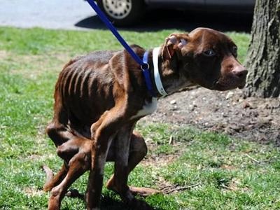 Povestea incredibilă a salvării lui Pit Bull Patrick