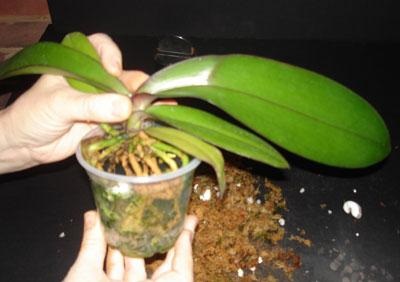 Новинка у вашій колекції домашніх рослин - орхідея