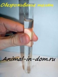 Viței viței, tratarea animalelor domestice