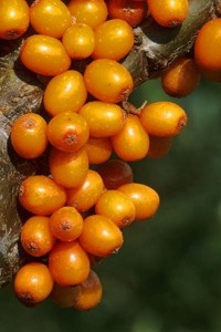 Масло обліпихи (hippophae rhamnoides oil)