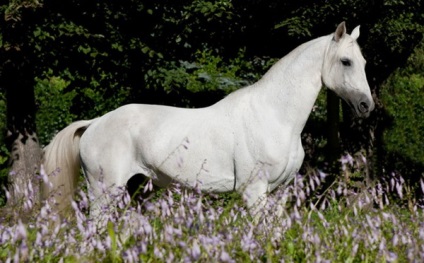 O revizuire a raselor de cai din Rusia este terasata, trotterul rusesc si calul rusesc