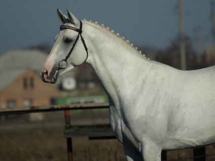 Огляд російських порід коней терських, російська рисистих і російська верхова