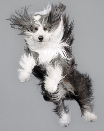 Чарівні літаючі собаки - новини в фотографіях