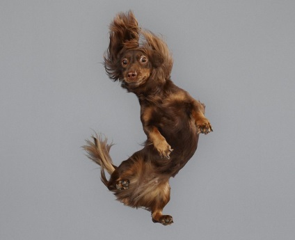 Fermecător câini zburători - știri în fotografii