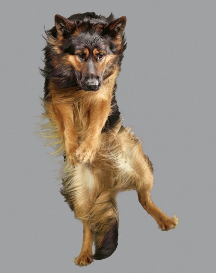 Чарівні літаючі собаки - новини в фотографіях