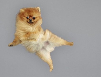 Fermecător câini zburători - știri în fotografii